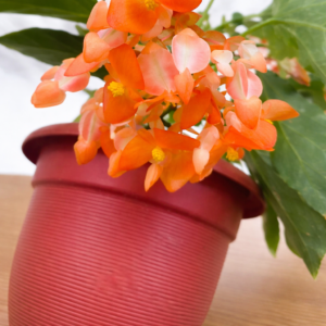 Orange Begonia Live Flowering Plant