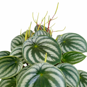 Peperomia Watermelon Live Indoor Plant