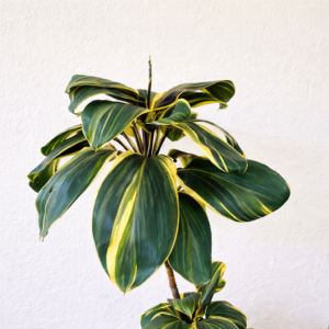 Dracaena Lemon Lime Live Indoor Plant
