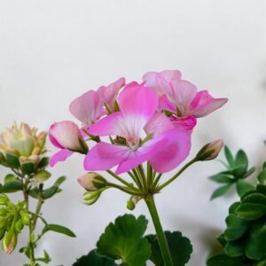 Soft Blush Pink Zonal Geranium