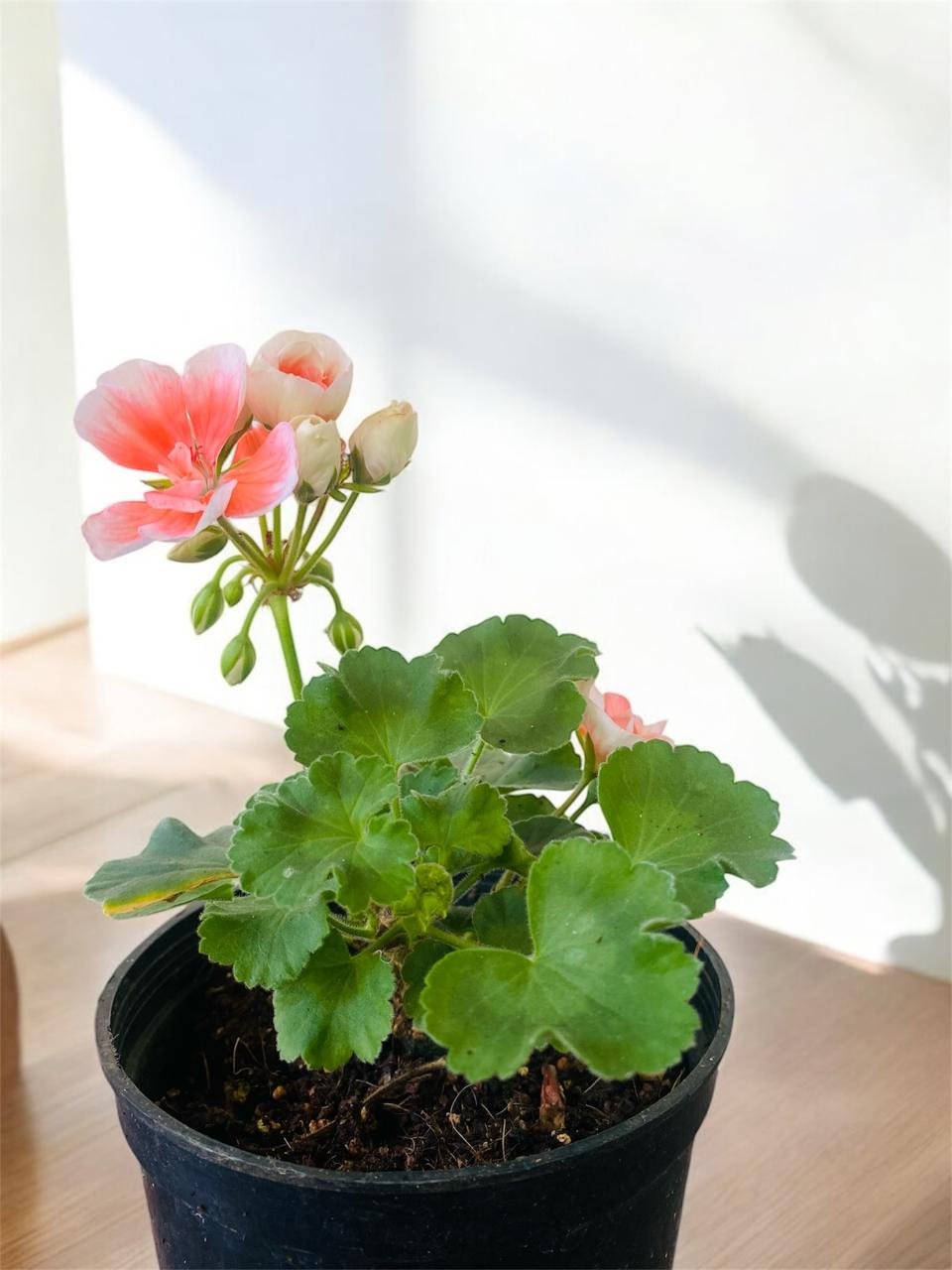 Pink Zonal Geranium - Image 2