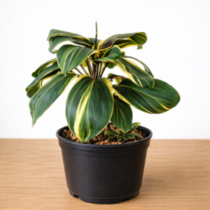 Dracaena Lemon Lime Live Indoor Plant