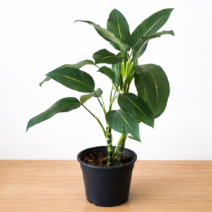 Aglaonema Green Live Indoor Plant (Chinese Evergreen)