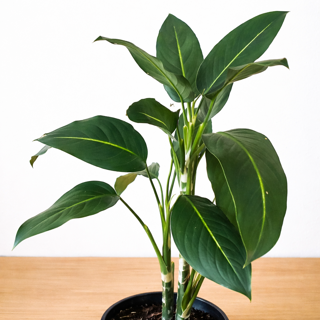 Aglaonema Green Live Indoor Plant (Chinese Evergreen) - Image 2