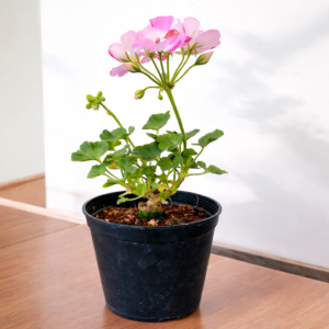 Soft Blush Pink Zonal Geranium