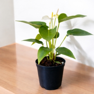 Miniature White Anthurium Live Plant (Flamingo Flower)