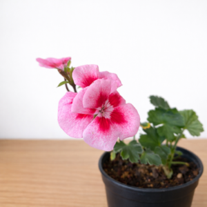 Pink Geranium Live Flowering Plant