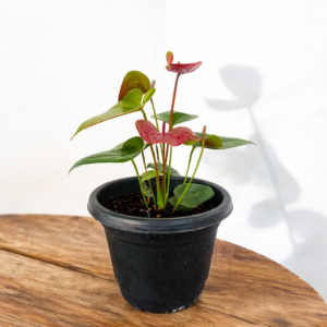 Red Anthurium (Flamingo Flower / Laceleaf) – Live Indoor Plant