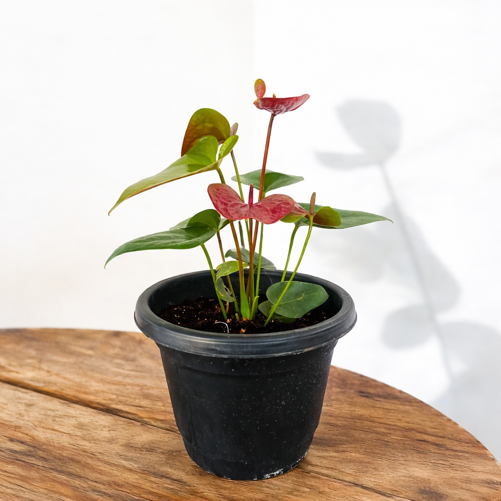 Red Anthurium (Flamingo Flower / Laceleaf) – Live Indoor Plant