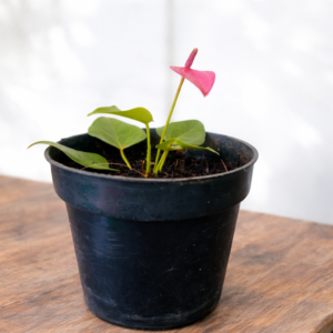 Miniature Pink Anthurium Live Plant (Flamingo Flower)