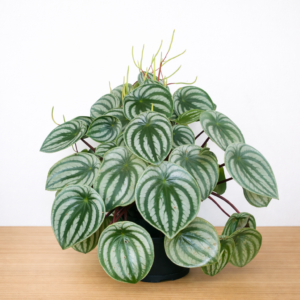 Peperomia Watermelon Live Indoor Plant