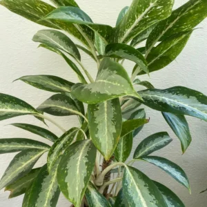 Aglaonema Green Plant