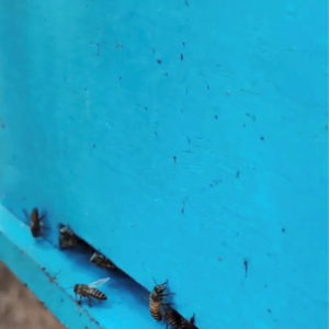 Honey Bee Colony (Apis Cerana) with Box- ISI frame